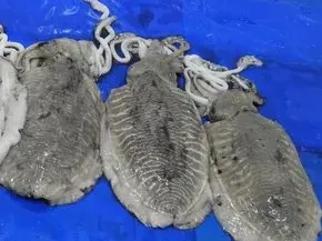 Frozen cuttle fish - Sepia officinalis