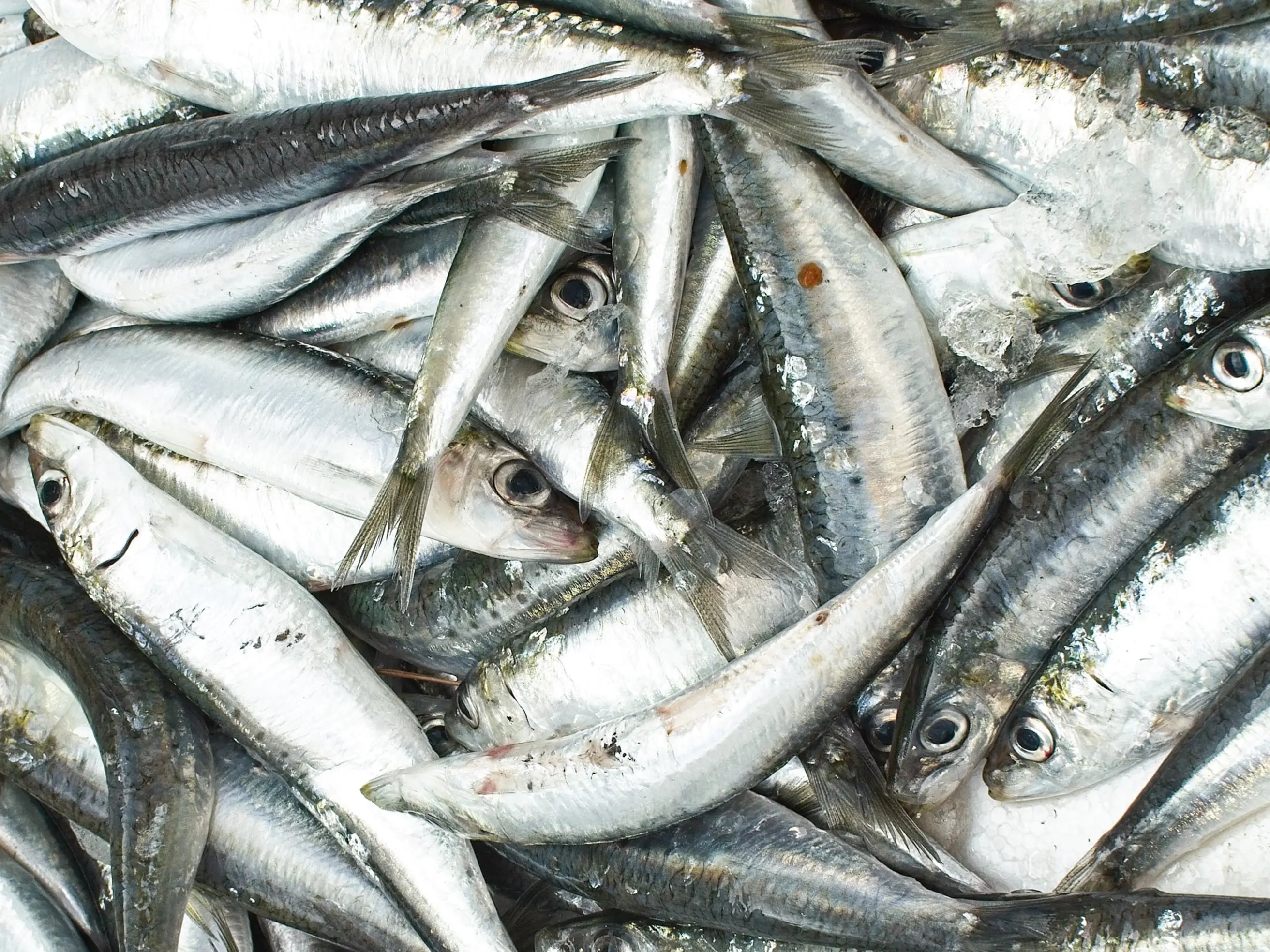 Frozen sardine - Sardinha pilchardus