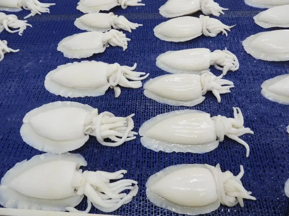 Frozen cuttle fish - Sepia officinalis