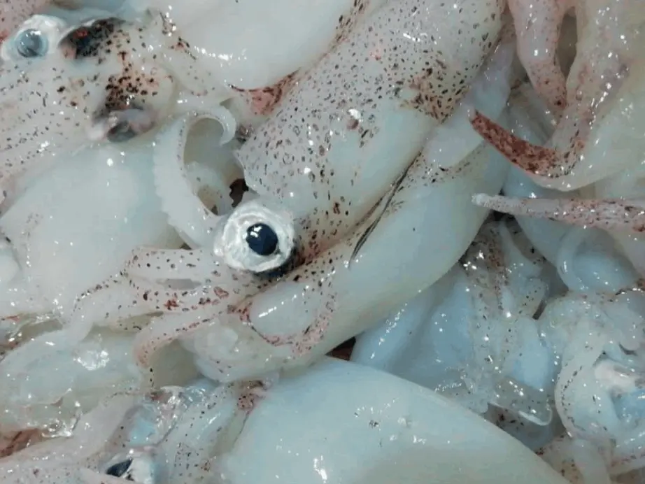 Puntilla Midsize squid - Alloteuthis media