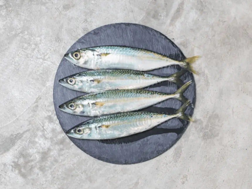 Frozen mackerel - Scomber scombrus